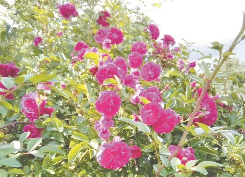 Розы.jpg