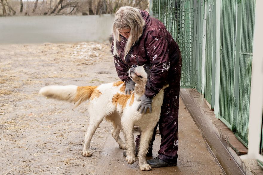 Собаки обожают свои воспитателей