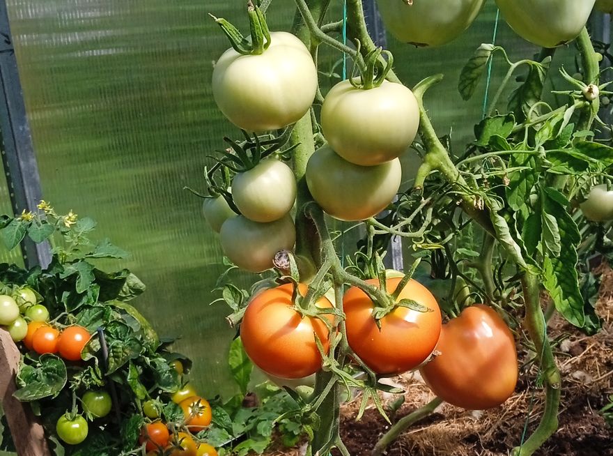 Сад-палисад - помидоры Сад-палисад - помидоры