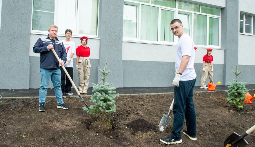Посадка елей