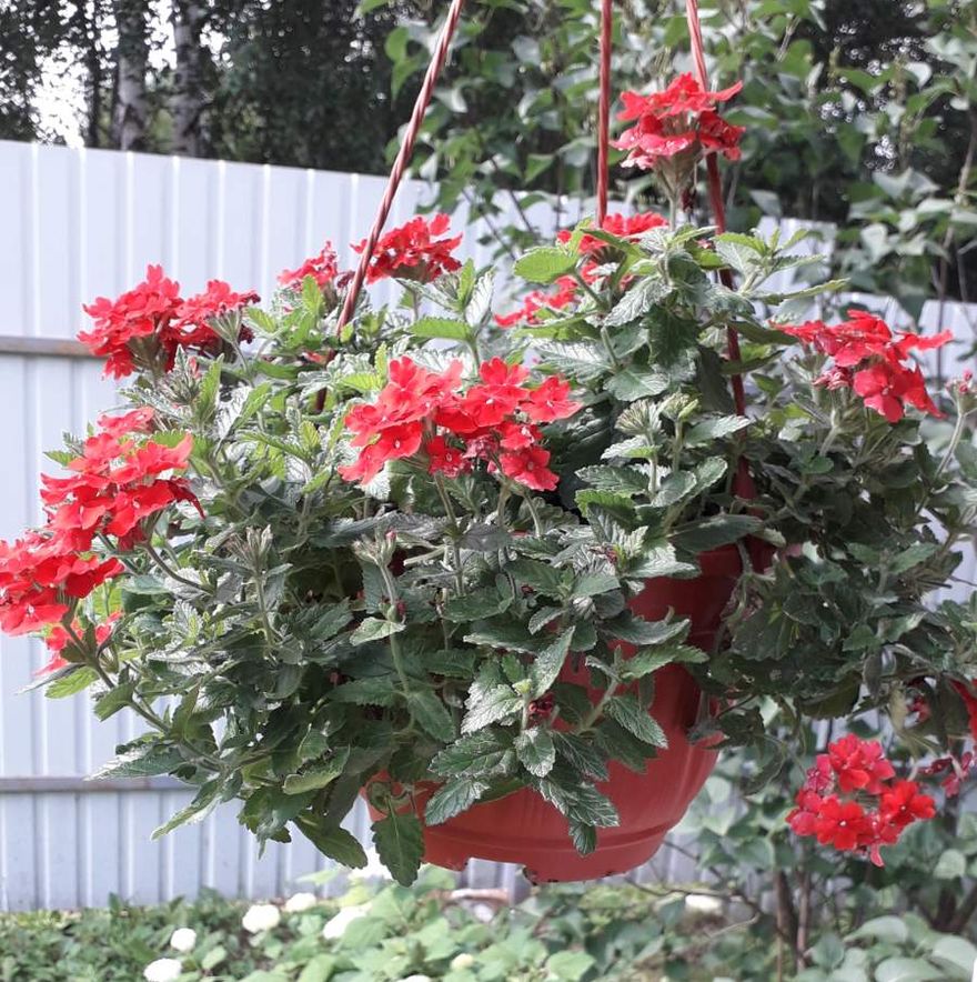 Сад-палисад Сад-палисад