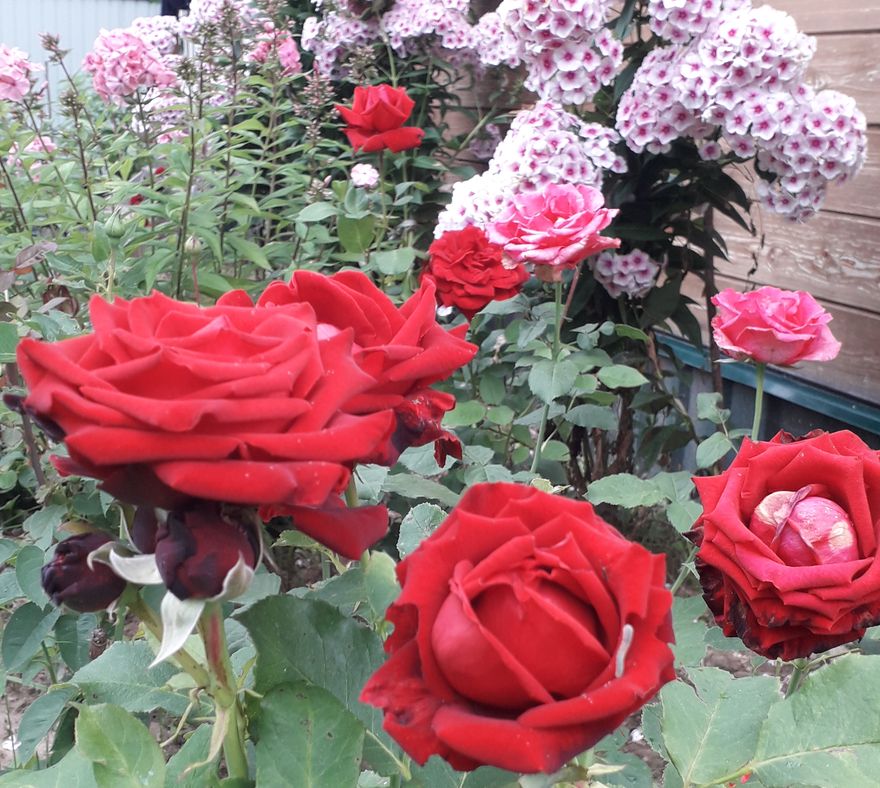 Сад-палисад - розы Сад-палисад - розы