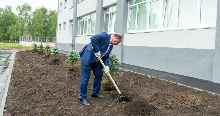 Посадка елей