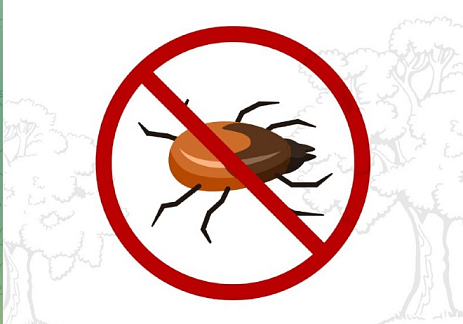 Противоклещевая обработка пройдет в нижегородских парках с 31 марта по 4 апреля