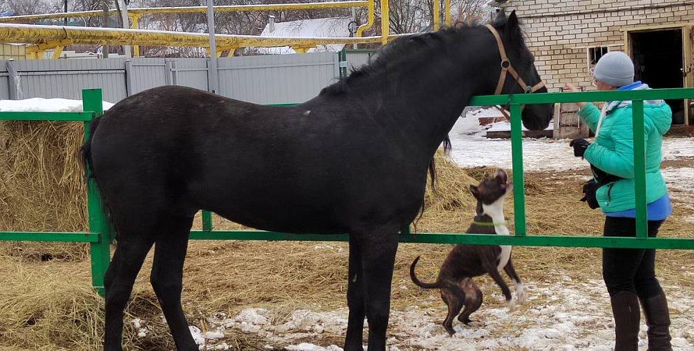 Ирина Пастухова: «В общении с лошадями важен баланс»