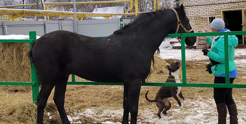 Ирина Пастухова: «В общении с лошадями важен баланс»