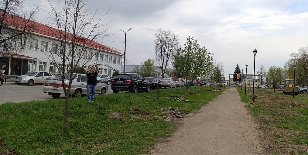 Аллея из лип и красных канадских клёнов появилась в Павлове по программе «Новый социальный вектор»